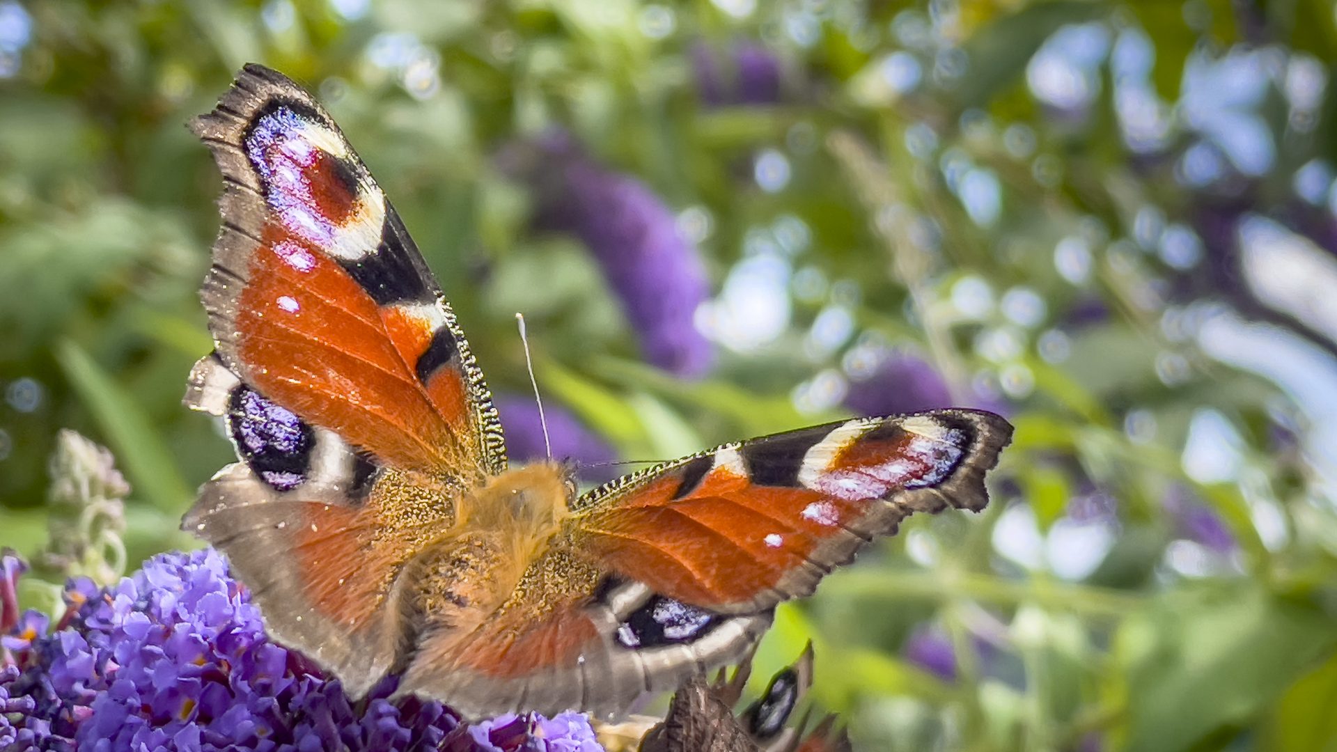 Colourful butterfly